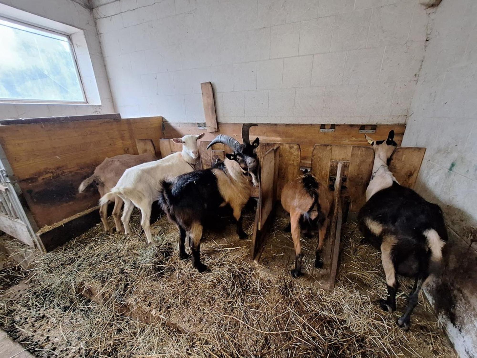 Willa Mair Am Hof - Farm - Maso - Bauernhof San Lorenzo di Sebato Zewnętrze zdjęcie